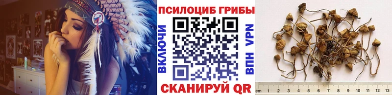 Псилоцибиновые грибы GOLDEN TEACHER Чернушка